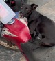 Dog Sits Atop Motorcycle While Waiting For Owner