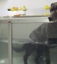 Lazy Lab Slacks Off During Water Therapy