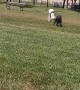 Little Dog Gets Pulled Along By Big Dog