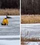 Deer rescued from thin ice in Prior Lake