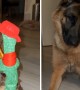 German Shepherd completely confused by singing toy