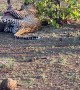 Leopard Tears At Warthog Heart