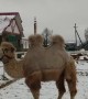 Camel Sees Snow For the First Time
