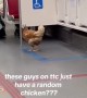 Chicken Rides the Train in Toronto