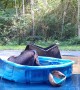 Bear Plays In The Pool