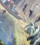 Penguins Fascinated By Spinning Toy