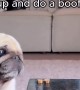 Clumsy pup struggles to get treats
