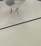 Footless Seagull