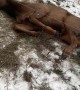 Two Guys Break Fence In Order to Rescue Elk Calf