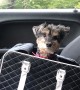 Yorkipoo Smuggled In Comfy Black Bag