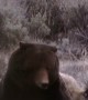 Wolves Surround Grizzly Bear in Yellowstone