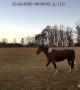 Hungry Mares Ring Pasture Camera