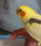 Hand-Feeding a Hungry Baby Cockatiel