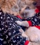 Cat And Doodle Cuddle In Festive Pajamas