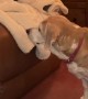 Beagle Removes Cat From Recliner