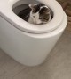 Cat Hides in the Toilet