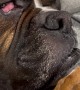 Boxer Gets Some Good Honk Shoo Mimimi Sleep