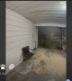 Neighbor's Dog Steals Package Off Porch