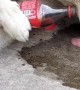 Pup Pours Itself Some Coca-Cola