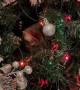 Cat Refuses to Leave Christmas Tree