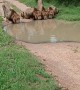 Family of Lions Drinking From a Puddle