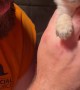 Feisty 3-Week-Old Heeler Puppy Has a Lot to Say