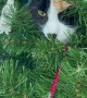 Cat Spies on Birds From Inside Christmas Tree