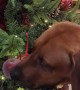 Naughty Ridgeback Told Santa Isn't Coming