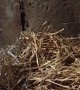 Nothing Stands Between A Horse And His Hay