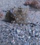 Baby Cuttlefish Swims Along Ocean Floor