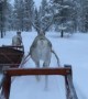Reindeer Run Away While Towing Humans