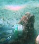 Octopus Makes It Home in a Plastic Bottle