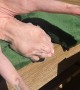 Sphynx Cat Basks In The Sunlight