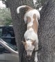 Dog Loves Climbing Oak Trees
