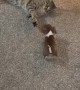 Beagle Puppy Tries to Play With Cat