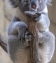 Koala Rings His Own Bell