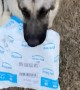 Package Delivered To Resident German Shepherd