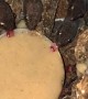 Geckos Share A Meal Together