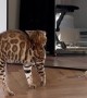 Cat Paralyzed Upon Seeing His Reflection