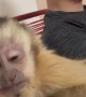 Sleepy Monkey Nods Off on Mom
