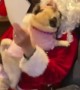 Puppies Meet Santa For The First Time