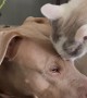 Elder Cat Takes a Liking to Younger Dog