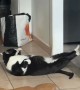 Cat Tries Sit-ups To Get In Shape