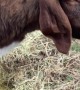 Affectionate Goat Is a Big Softie