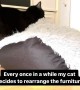 Cat hilariously rearranges the furniture in the house 