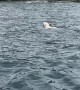 Boaters Come Across Swimming Polar Bear