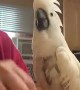 Cockatoo Critiques Cribbage Game