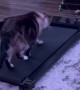 Cat Tries Treadmill