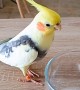 Bird Imitates Sounds Of Stirring Spoon