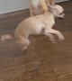 Chihuahua Wrestles Cat